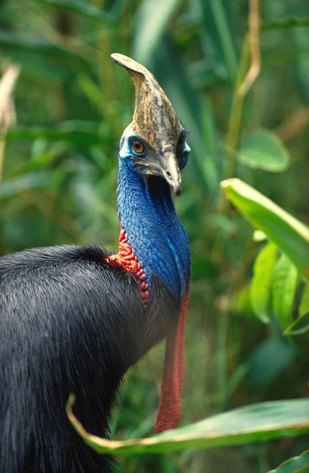 David Fleay Wildlife Park - Darwin Tourism 0
