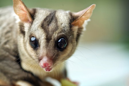 David Fleay Wildlife Park - Darwin Tourism 1