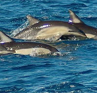 Dolphin Swim Australia - Darwin Tourism