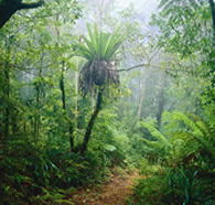 Lamington National Park and OReillys - Darwin Tourism