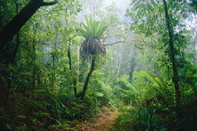 Lamington National Park And OReillys - Darwin Tourism 0