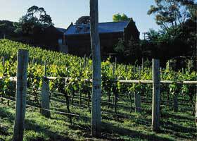 Goona Warra Vineyard - Darwin Tourism 1