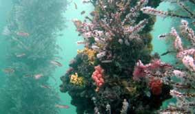 Underwater Sports Diving Centre - Darwin Tourism 2