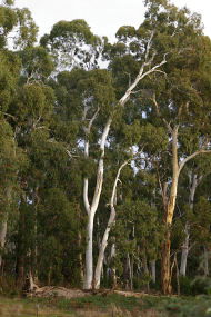 Heysen - The Cedars - Darwin Tourism 2