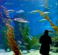Melbourne Aquarium - Darwin Tourism