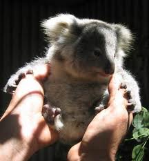 Koala Park Sanctuary - Darwin Tourism 1