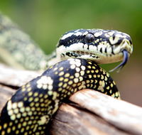 Reptile Encounters - Darwin Tourism