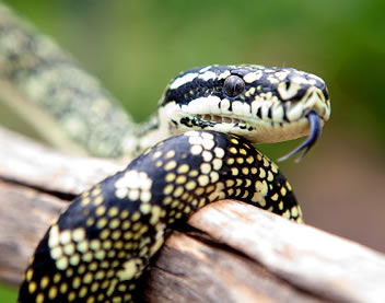 Reptile Encounters - Darwin Tourism 0