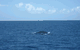 Carlo Fishing Charters - thumb 1