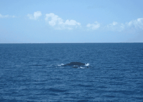 Carlo Fishing Charters - Darwin Tourism 1