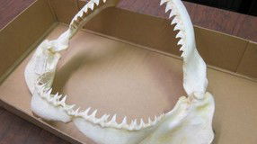 Western Australian Museum - Darwin Tourism 2