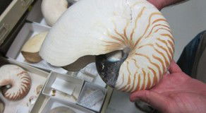 Western Australian Museum - Darwin Tourism 3