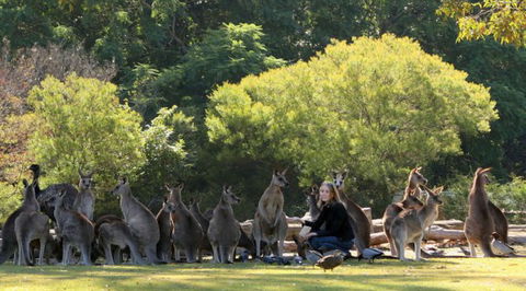 Lone Pine Koala Sanctuary - Darwin Tourism 1