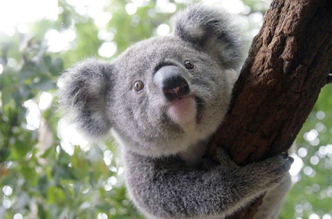 Lone Pine Koala Sanctuary - Darwin Tourism 3