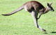 Lone Pine Koala Sanctuary - thumb 4