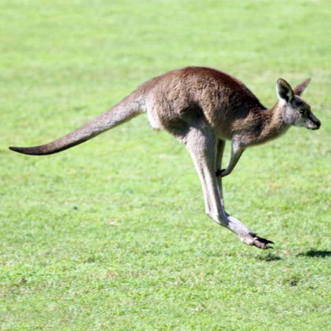 Lone Pine Koala Sanctuary - Darwin Tourism 4