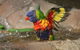 Lone Pine Koala Sanctuary - thumb 5