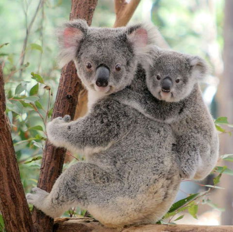 Lone Pine Koala Sanctuary - Darwin Tourism 6