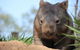 Lone Pine Koala Sanctuary - thumb 7