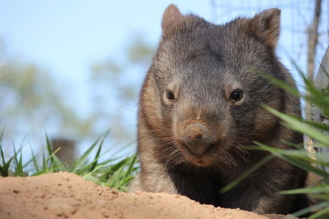 Lone Pine Koala Sanctuary - Darwin Tourism 7