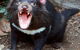 Lone Pine Koala Sanctuary - thumb 8