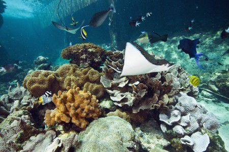 Reef HQ Great Barrier Reef Aquarium - Darwin Tourism 3