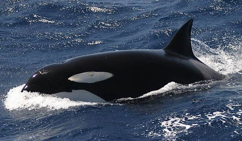 Spirit Of Gold Coast Whale Watching - Darwin Tourism 2