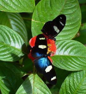 Butterfly Farm - Darwin Tourism 4