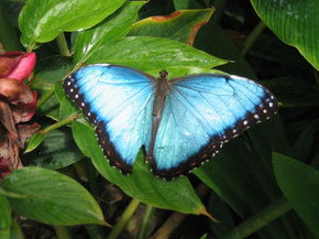 Butterfly Farm - Darwin Tourism 5