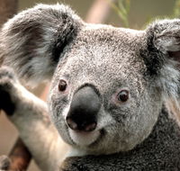 Potoroo Palace - Darwin Tourism