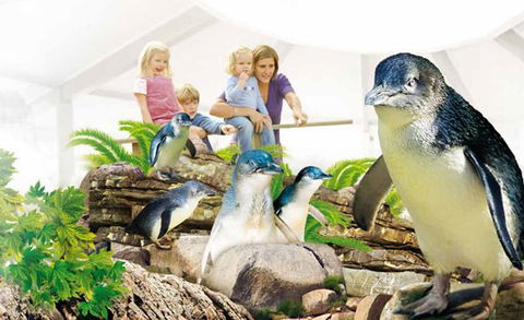 Manly SEA LIFE Sanctuary - Darwin Tourism 1