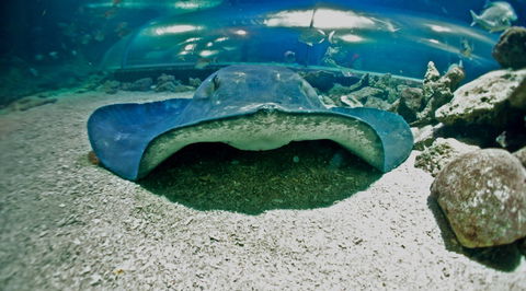 Manly SEA LIFE Sanctuary - Darwin Tourism 3
