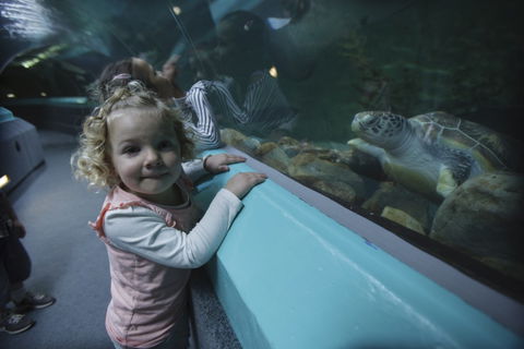 Manly SEA LIFE Sanctuary - Darwin Tourism 4