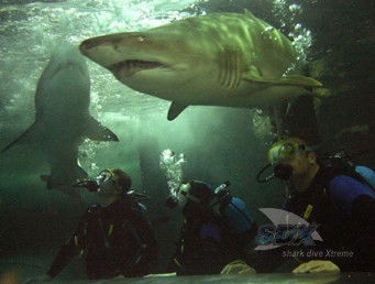Manly SEA LIFE Sanctuary - Darwin Tourism 5