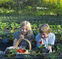 Blue Hills Berries  Cherries - Darwin Tourism
