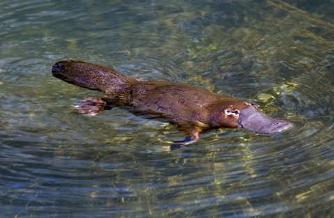 David Fleay Wildlife Park - Darwin Tourism 4