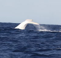 Australian Whale Watching - Darwin Tourism