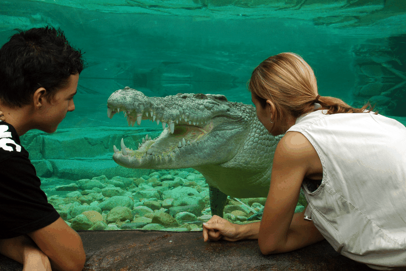 Cairns Wildlife Dome - Darwin Tourism 1