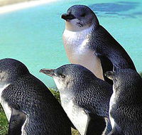 Rockingham Wild Encounters - Darwin Tourism