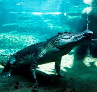 WILD LIFE Sydney Zoo - Darwin Tourism