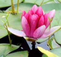 The Lotus Day Spa and Retreat - Darwin Tourism