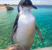 Penguin Island - Darwin Tourism