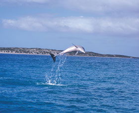 Steep Point - Darwin Tourism 0