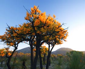 Cape Le Grand National Park - Darwin Tourism 0