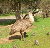 Minlaton Fauna Park - Darwin Tourism