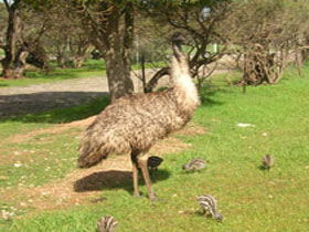 Minlaton Fauna Park - Darwin Tourism 0