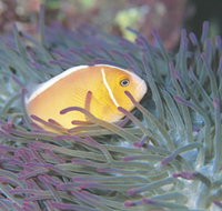 Rowley Shoals - Darwin Tourism