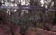 Marrinup Trail, Dwellingup - thumb 0