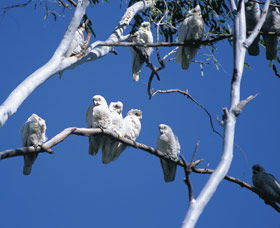 Carawine Gorge - Darwin Tourism 0