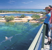 Shark Bay Marine Park - Darwin Tourism